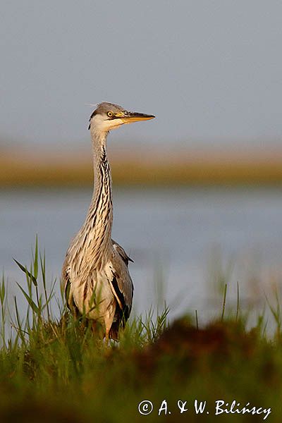 czapla siwa Ardea cinerea