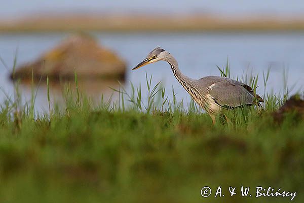 czapla siwa Ardea cinerea