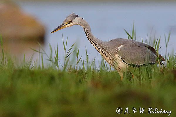 czapla siwa Ardea cinerea