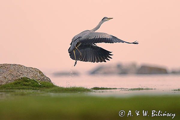 czapla siwa Ardea cinerea