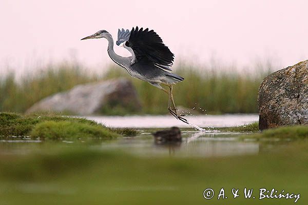 czapla siwa Ardea cinerea