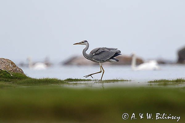 czapla siwa Ardea cinerea