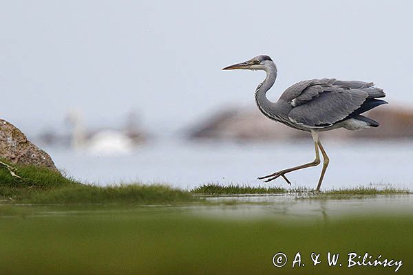 czapla siwa Ardea cinerea