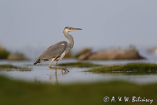 czapla siwa Ardea cinerea