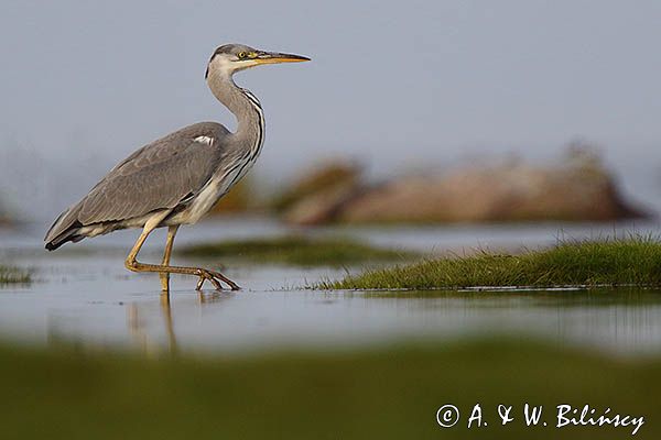 czapla siwa Ardea cinerea