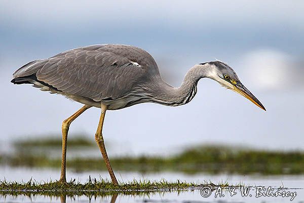 czapla siwa Ardea cinerea