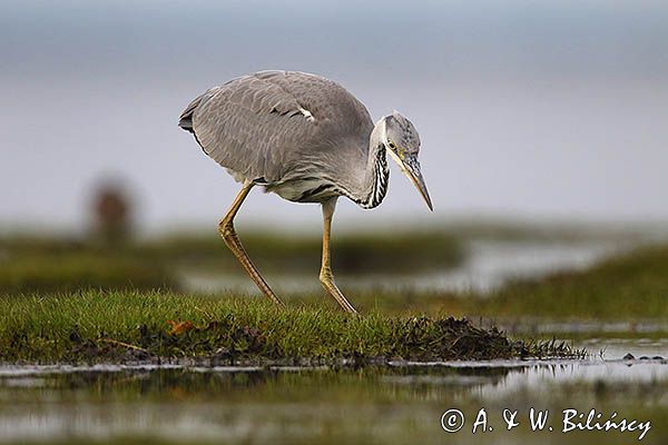 czapla siwa Ardea cinerea