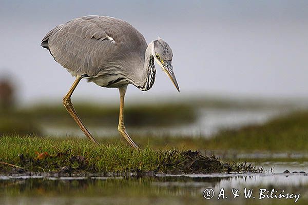 czapla siwa Ardea cinerea