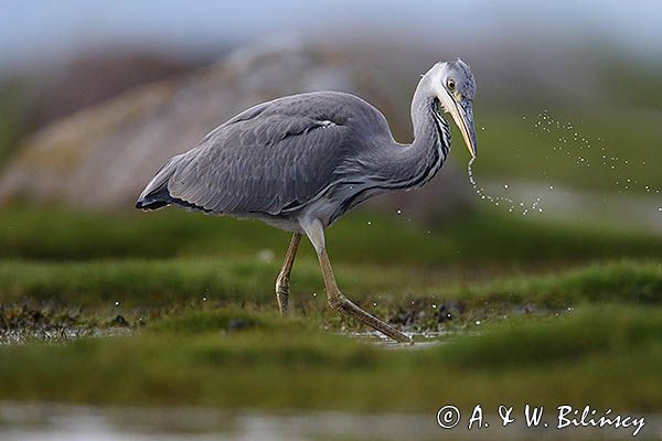 czapla siwa Ardea cinerea