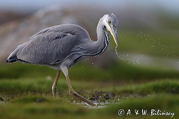 czapla siwa Ardea cinerea