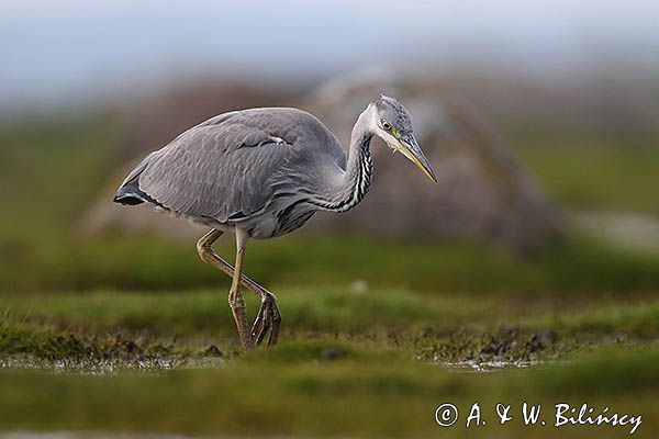 czapla siwa Ardea cinerea