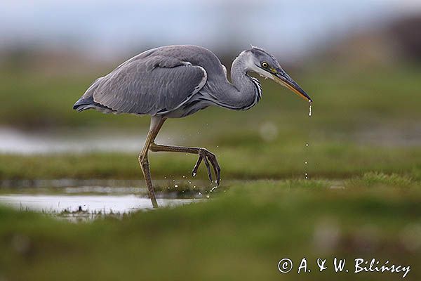 czapla siwa Ardea cinerea