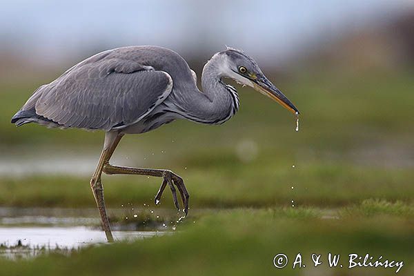 czapla siwa Ardea cinerea