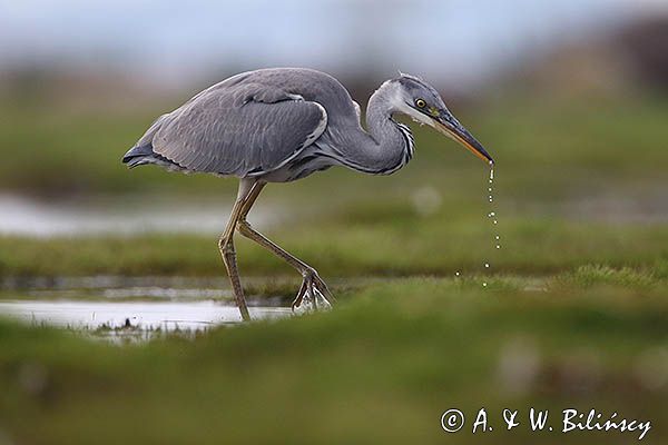 czapla siwa Ardea cinerea