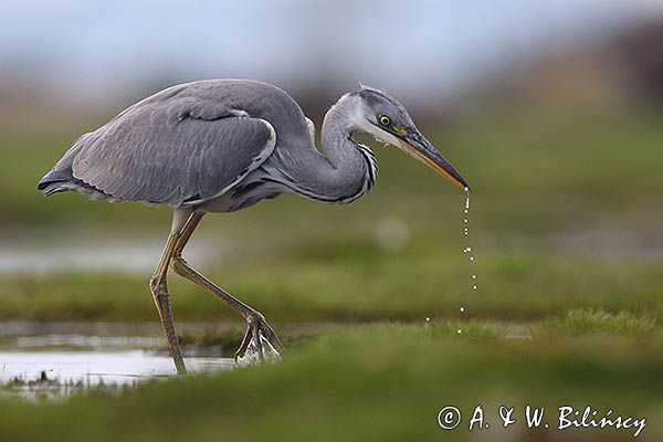 czapla siwa Ardea cinerea