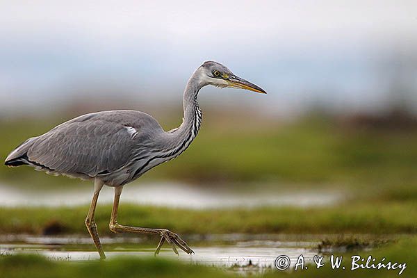 czapla siwa Ardea cinerea