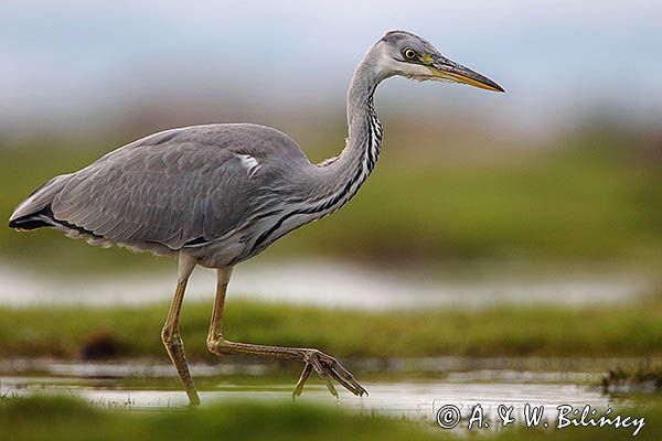 czapla siwa Ardea cinerea