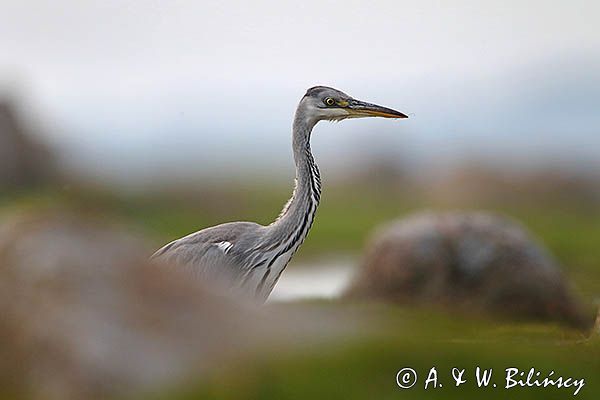 czapla siwa Ardea cinerea