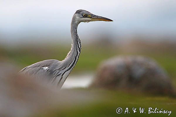 czapla siwa Ardea cinerea