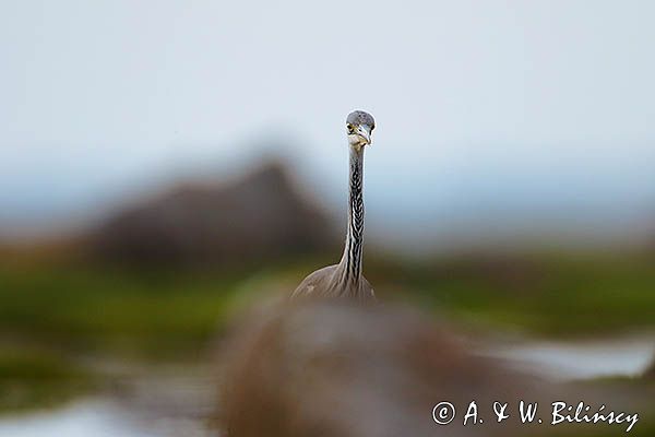 czapla siwa Ardea cinerea