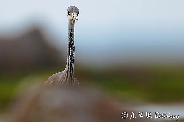 czapla siwa Ardea cinerea