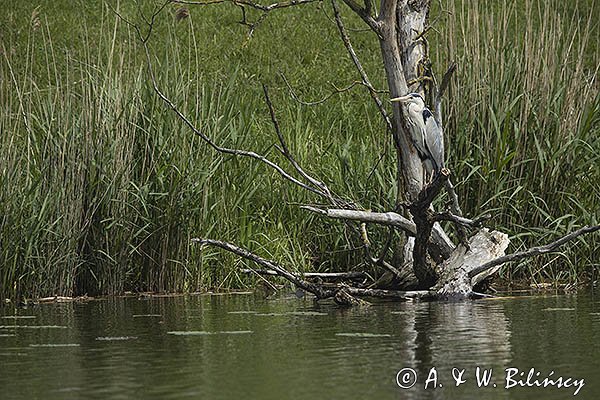 Czapla siwa, Ardea cinerea