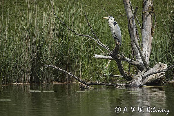 Czapla siwa, Ardea cinerea