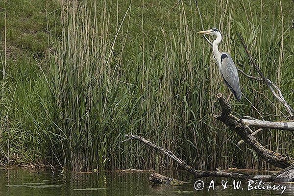 Czapla siwa, Ardea cinerea