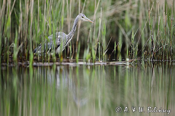 Czapla siwa, Ardea cinerea