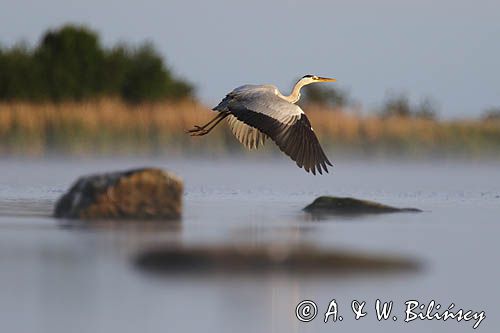 czapla siwa Ardea cinerea