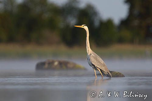 czapla siwa Ardea cinerea