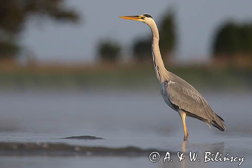 czapla siwa Ardea cinerea