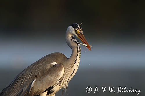 czapla siwa Ardea cinerea