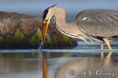 czapla siwa Ardea cinerea