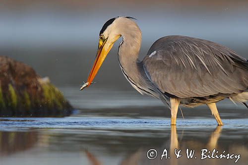 czapla siwa Ardea cinerea