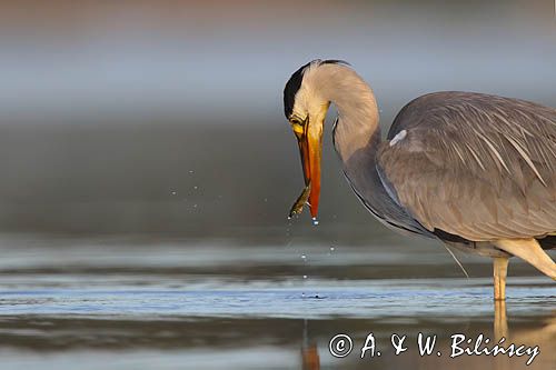 czapla siwa Ardea cinerea