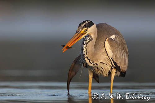 czapla siwa Ardea cinerea