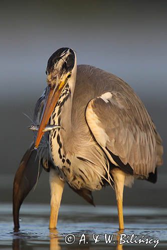 czapla siwa Ardea cinerea