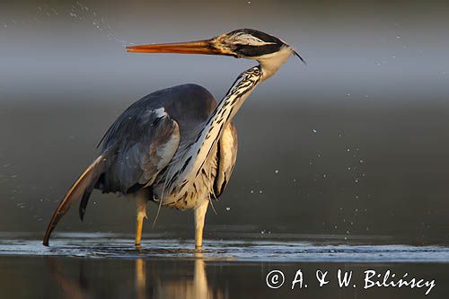 czapla siwa Ardea cinerea