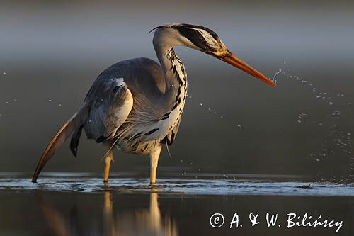 czapla siwa Ardea cinerea