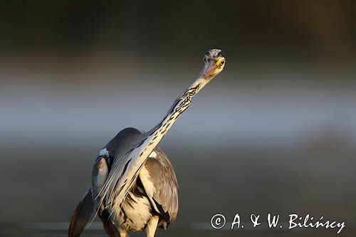 czapla siwa Ardea cinerea