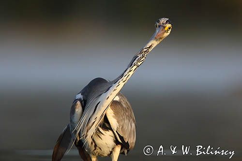 czapla siwa Ardea cinerea