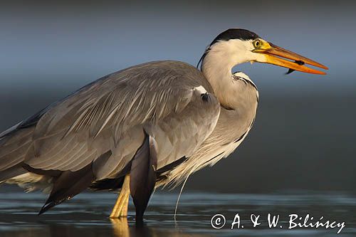 czapla siwa Ardea cinerea