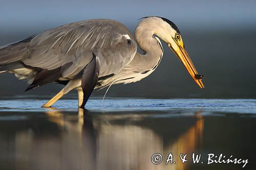 czapla siwa Ardea cinerea