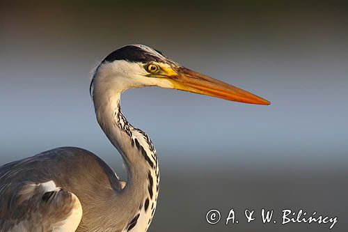 czapla siwa Ardea cinerea