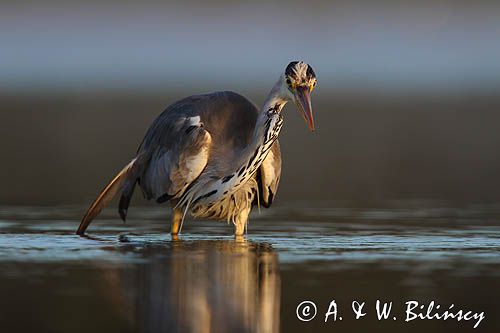 czapla siwa Ardea cinerea