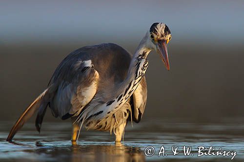 czapla siwa Ardea cinerea