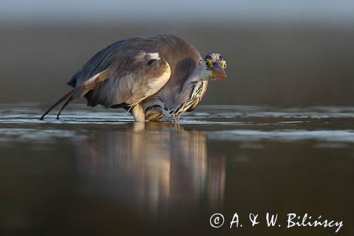 czapla siwa Ardea cinerea