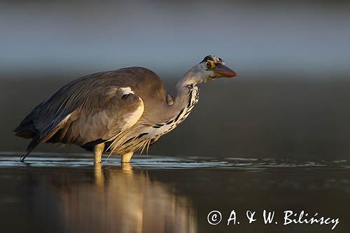 czapla siwa Ardea cinerea