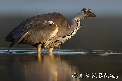 czapla siwa Ardea cinerea